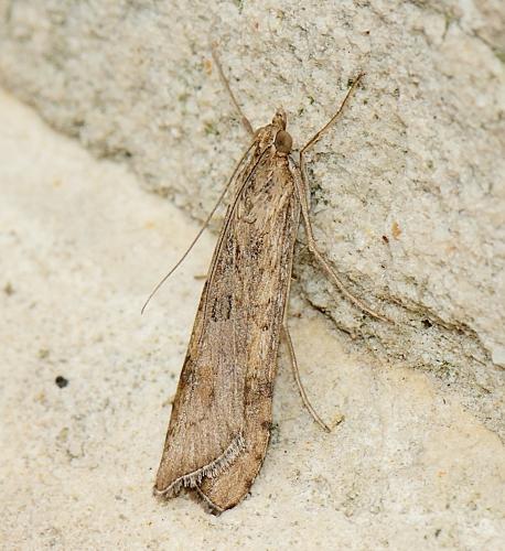 Nomophila noctuella